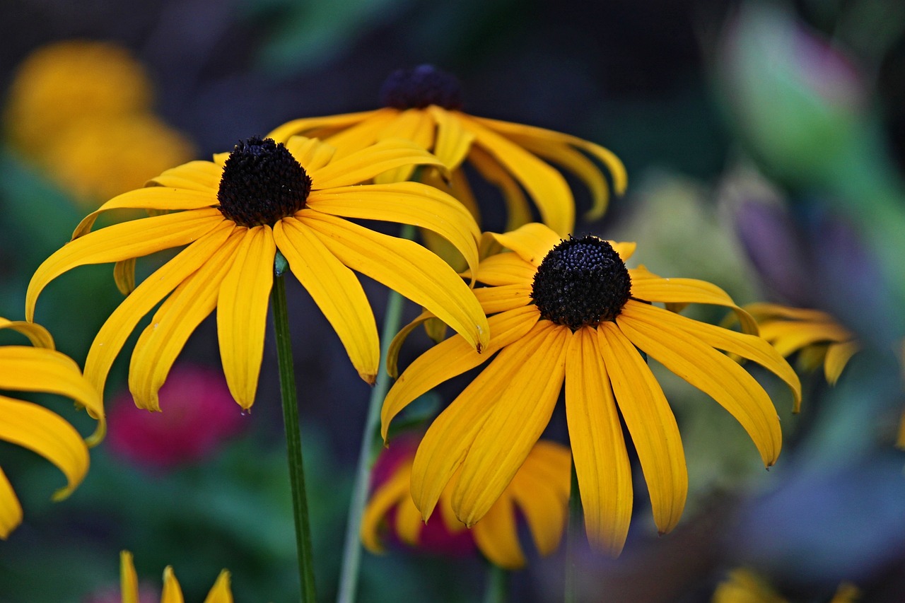 Photo of Black-eyed-susan flower