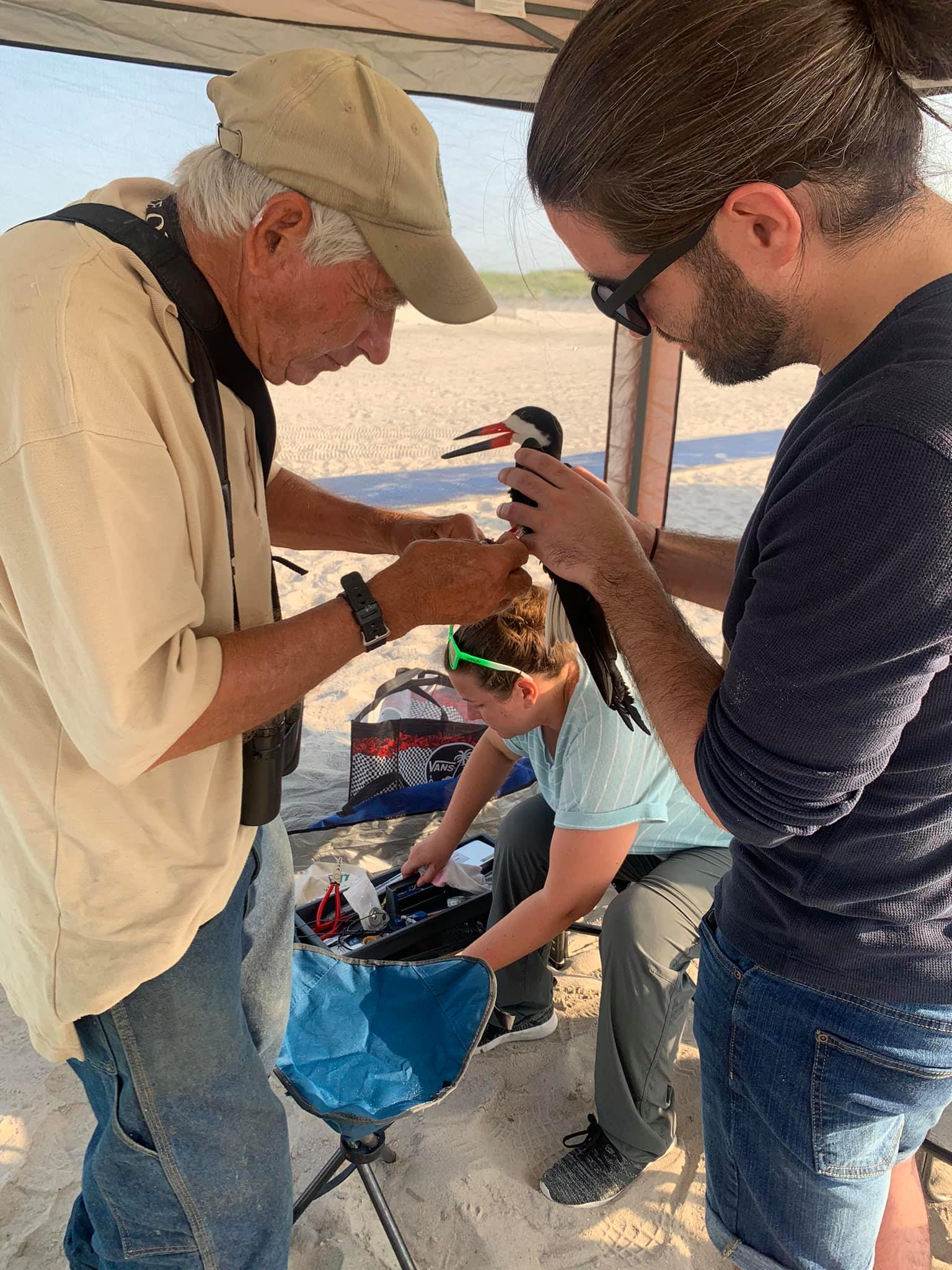 Banding black skimmer birds