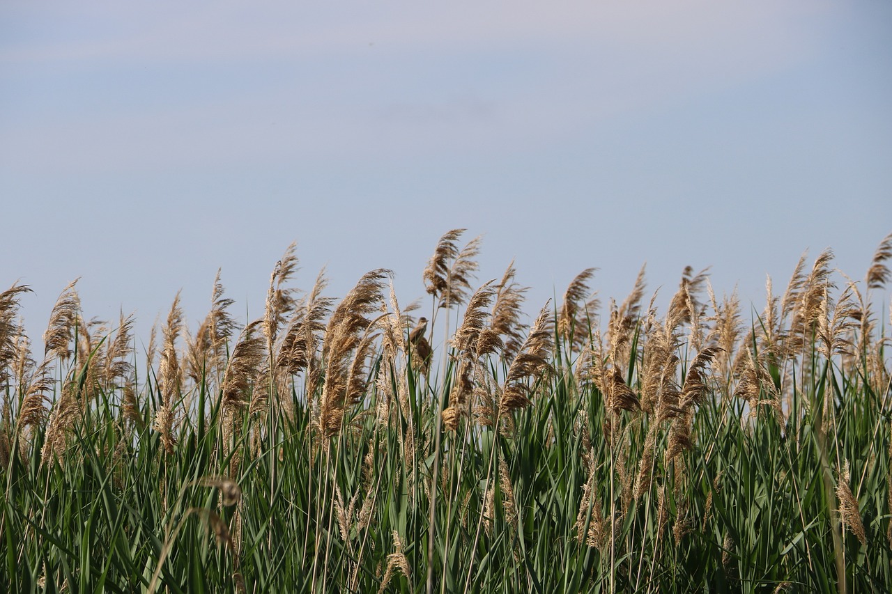 picture of reeds and sky