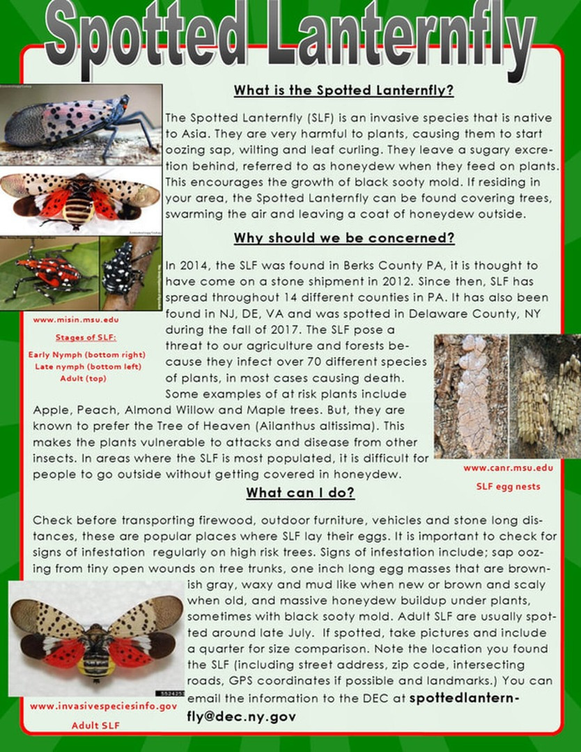 Spotted Lanternfly Educational article