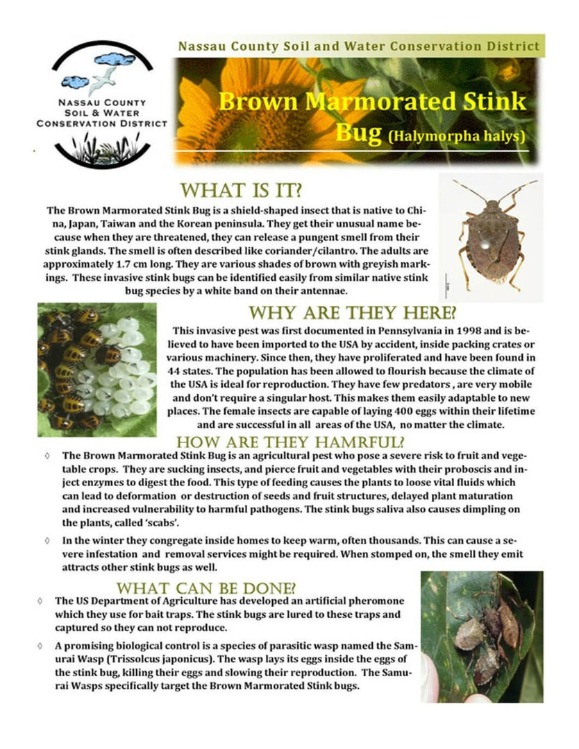 Brown Marmorated Stink Bug Educational article