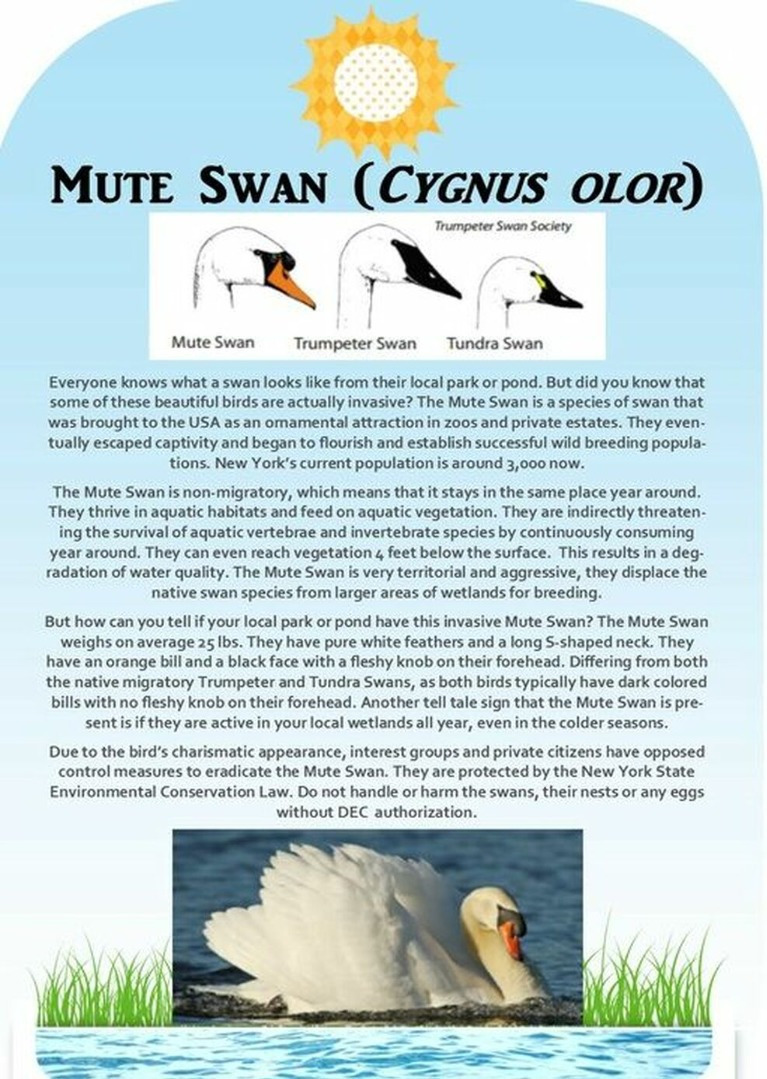 Mute Swan Educational article