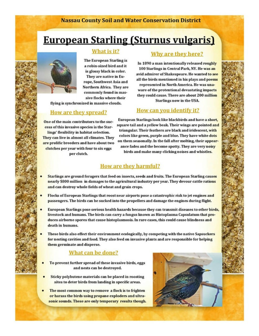 European Starling Educational article