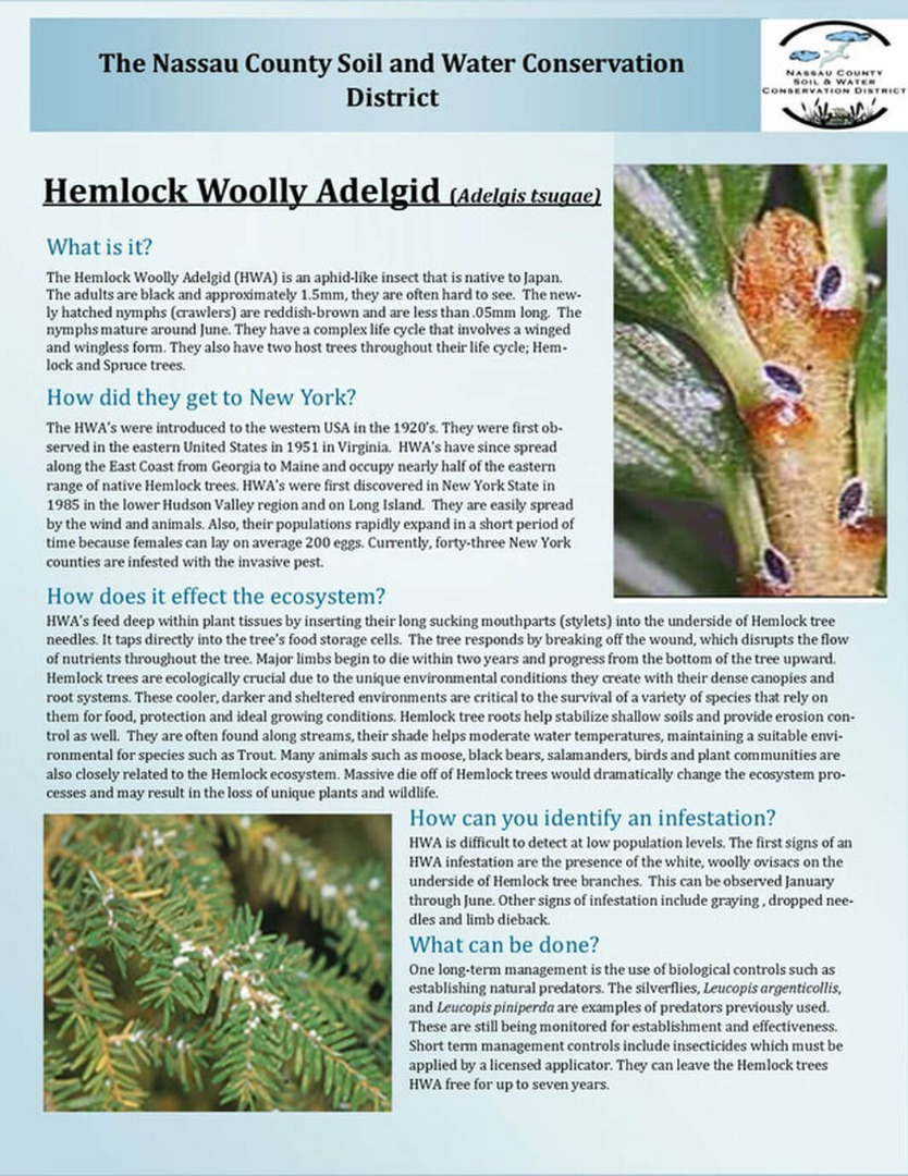 Hemlock Woold Adelgid Educational article