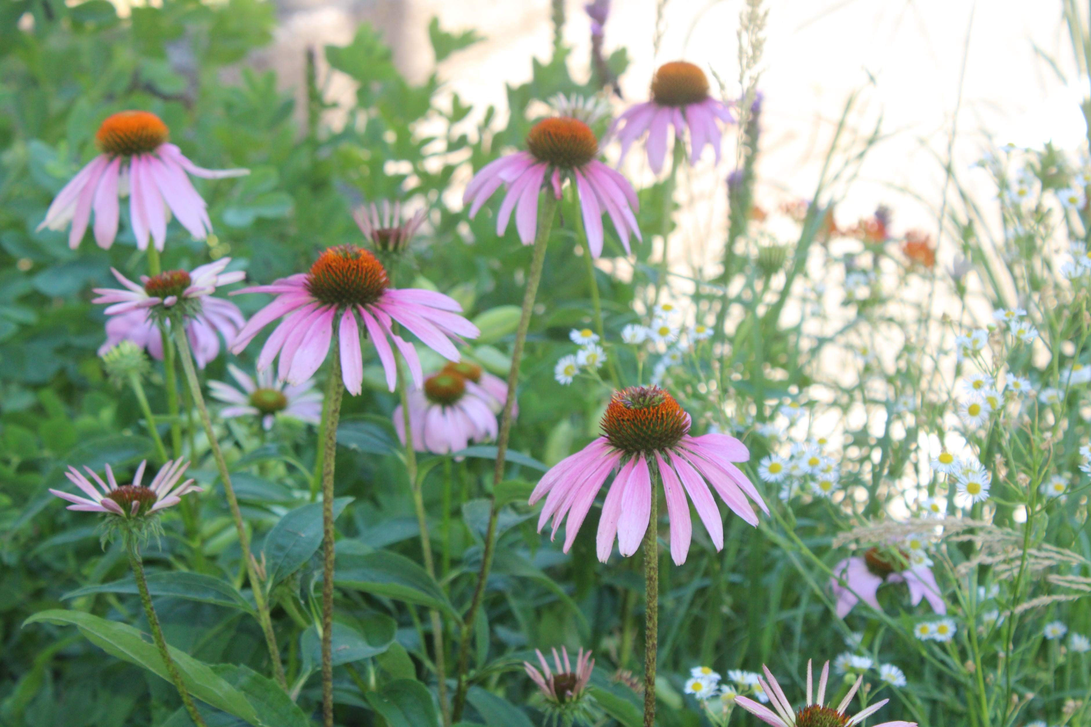 Invasive removal and native planting