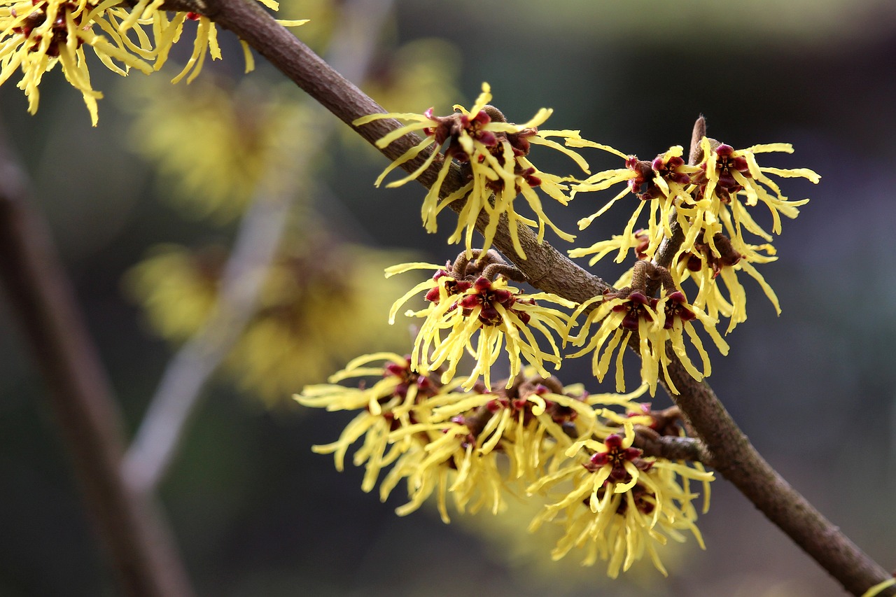 American Witchazel - Hamamelis virginiana L.