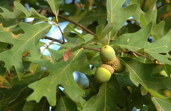 Close up photo of white oak