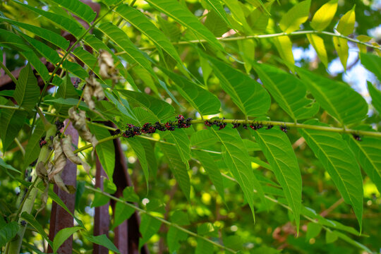 Spotted Lanternfly Feeding on Tree of Heaven