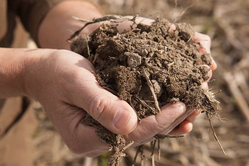 Picture of man holding soil