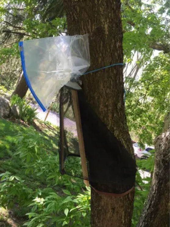 Spotted Lanterfly trap wrapped around tree