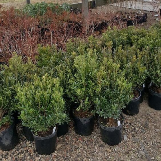 Ilex glabra saplings