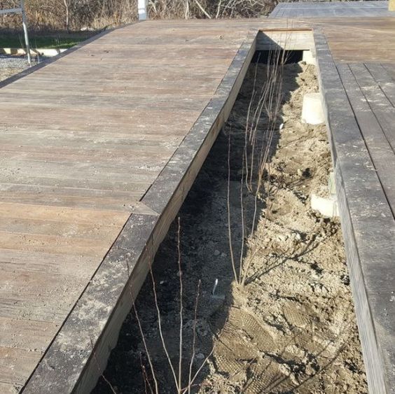 Photo of new planting area between wooden boardwalk