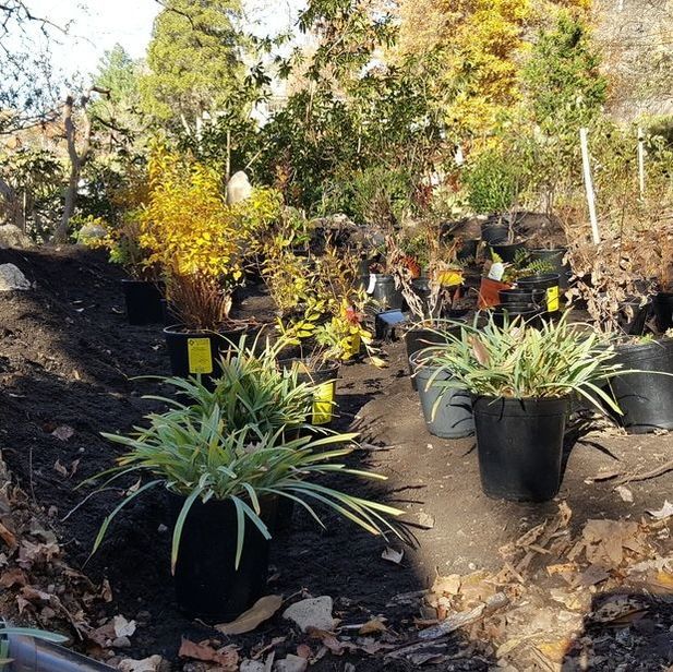 Preparing for planting