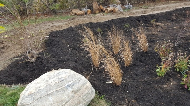 Cedarmere Preserve Raingarden 2