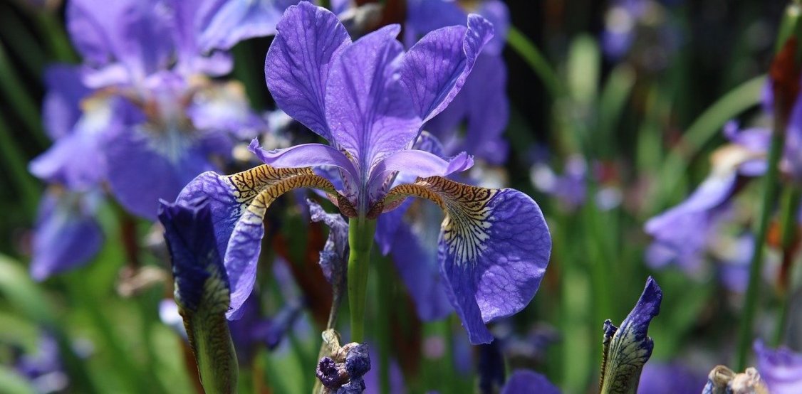 Blue Flag Iris - iris versicolor