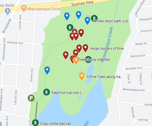 Southern Pine Beetle damage in Massapequa Preserve