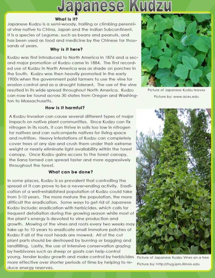 Japanese Kudzu Educational article