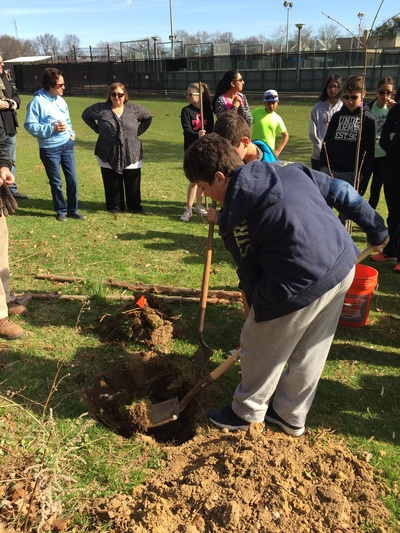 Student volunteers digging holes to plant trees