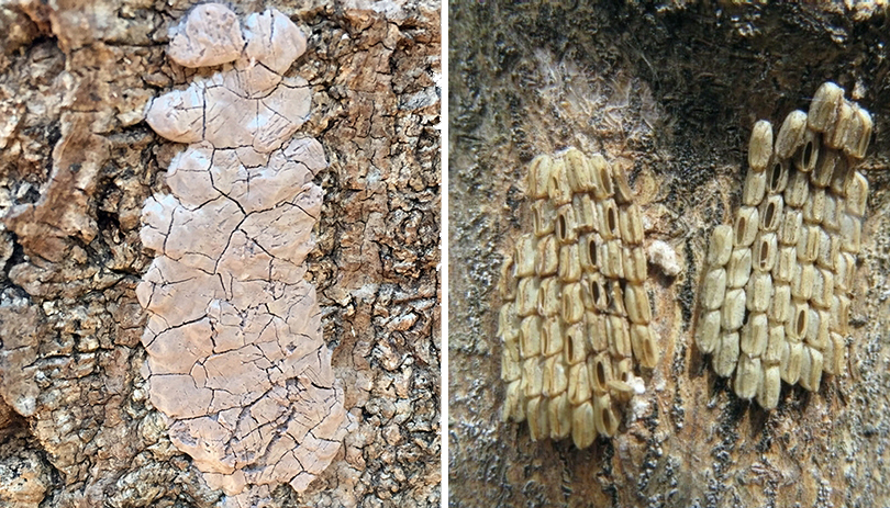 Spotted Lanternfly egg sacs