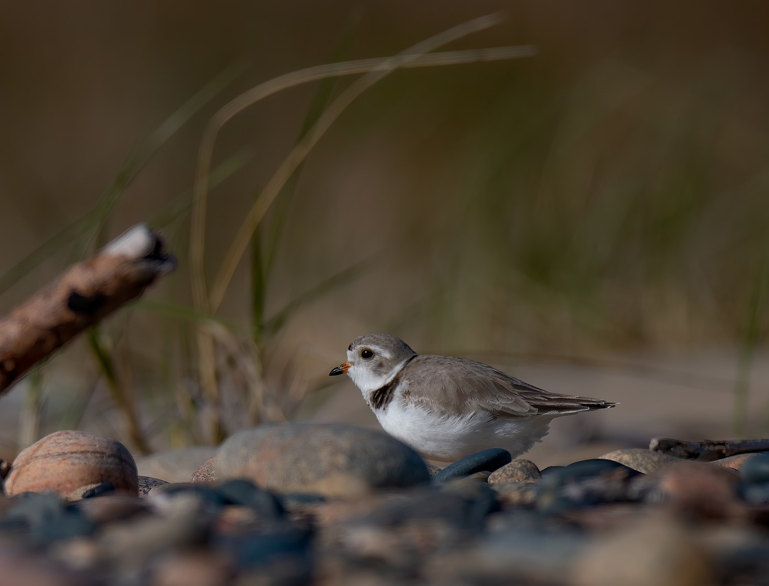 piping plover 