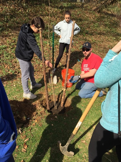 Student volunteer helping plant sapling 