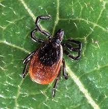 Deer Tick