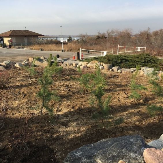 New planting area with saplings in the ground