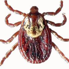 American Dog Tick
