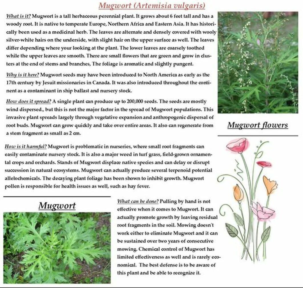 Mugwort educational