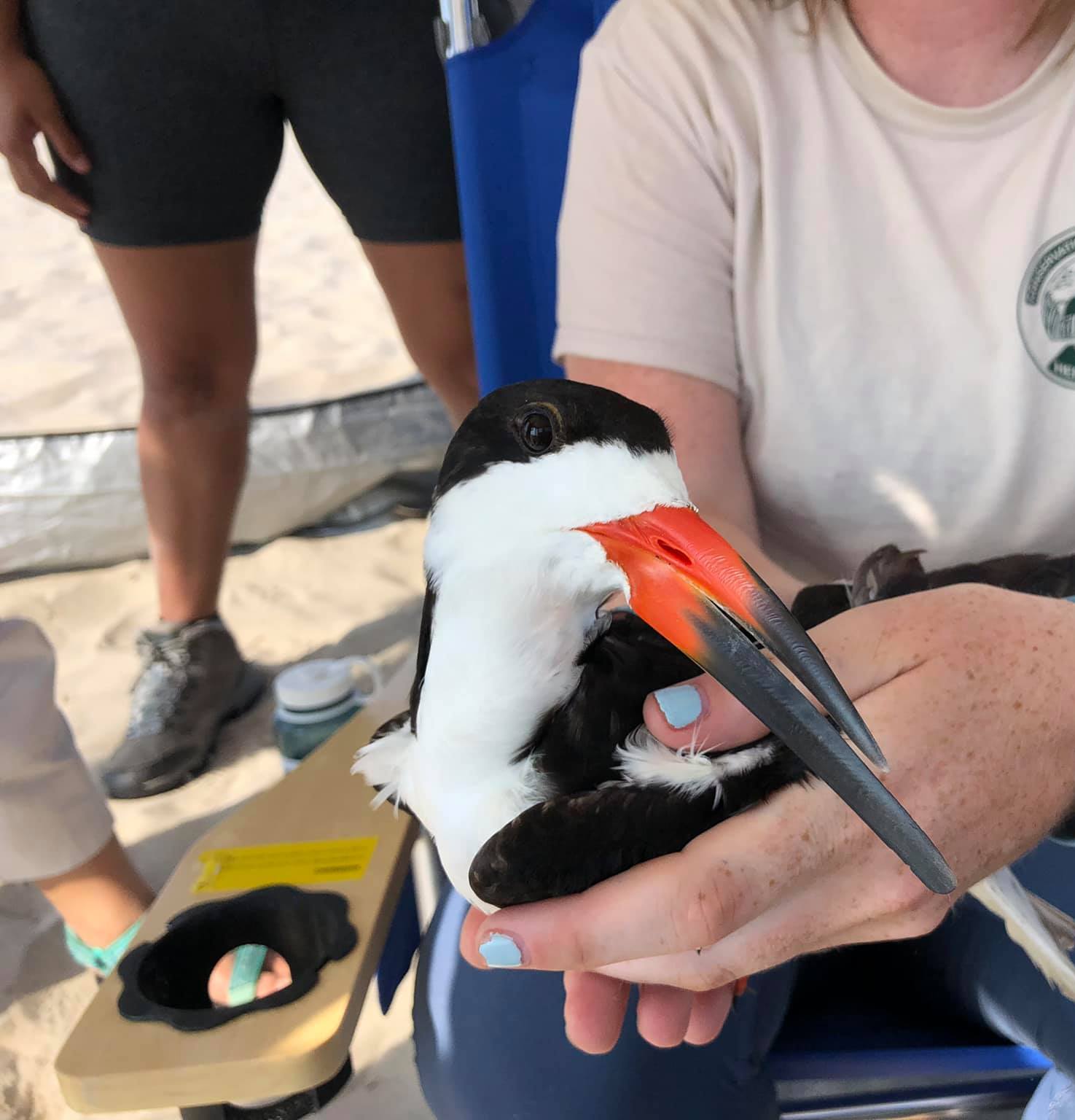 Black skimmer shorebird